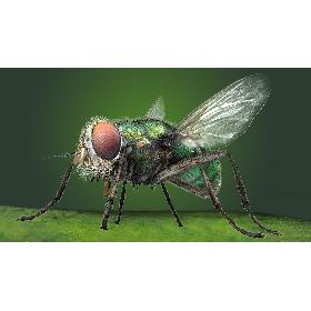 3D House Fly Bug